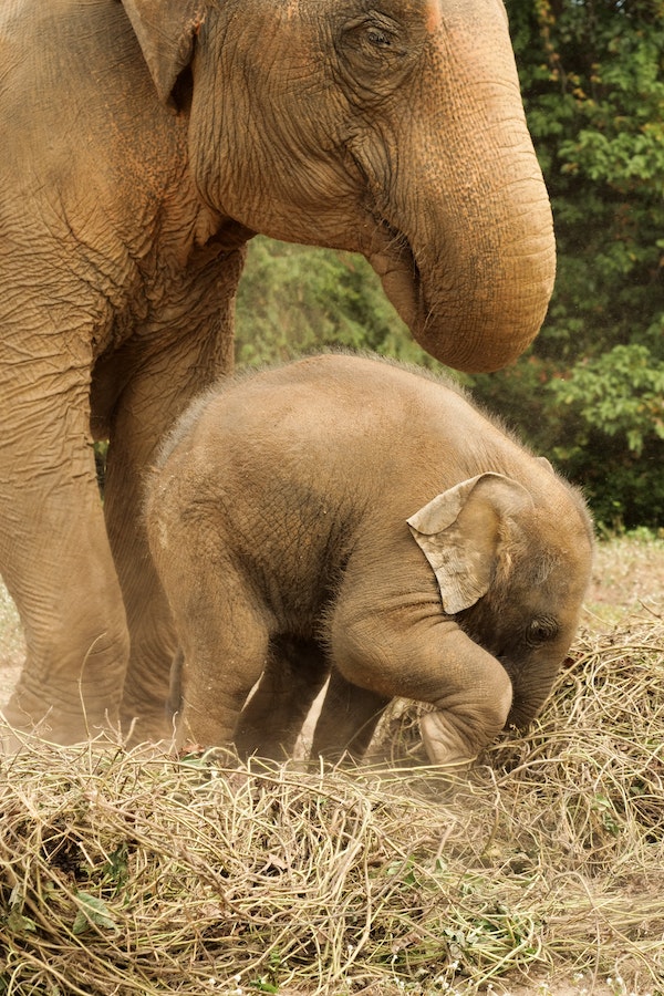 Amboseli