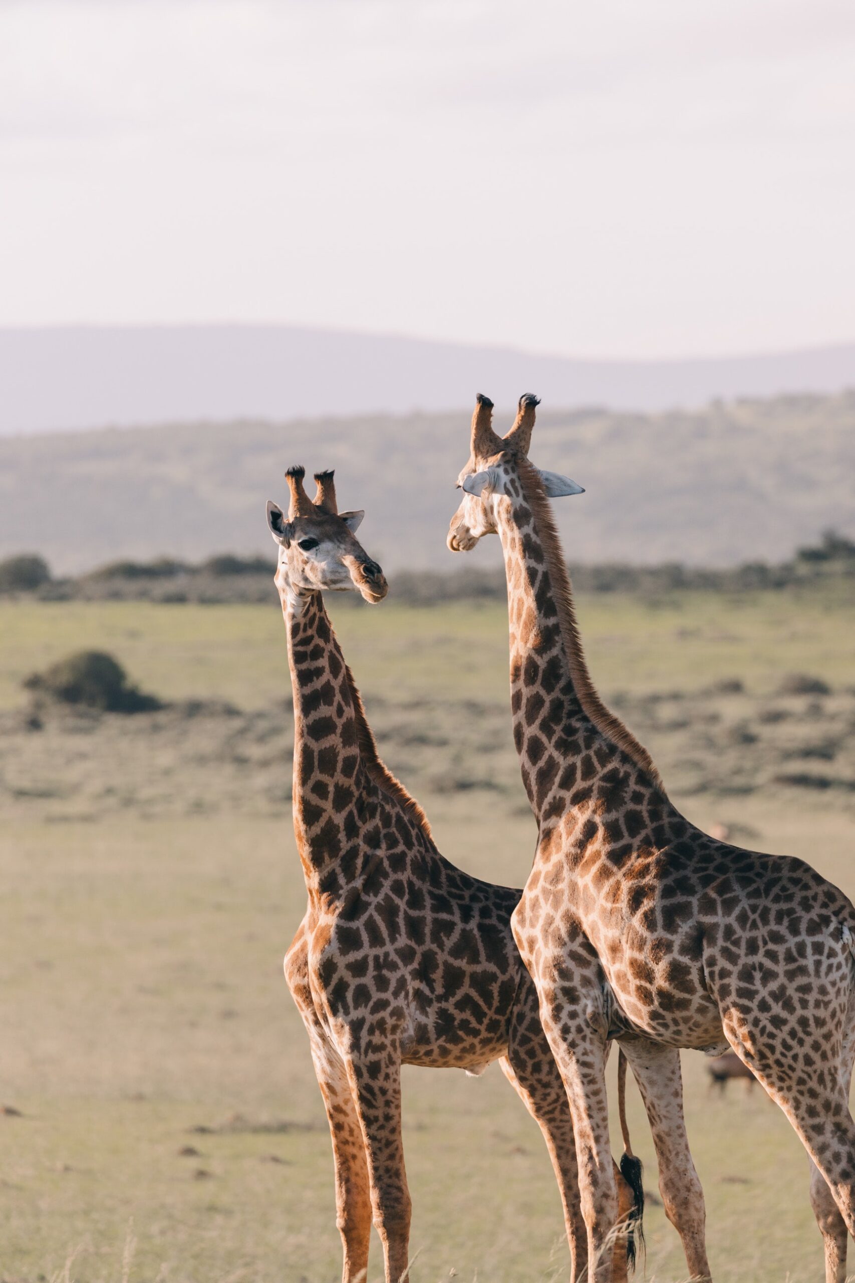 Tsavo Park