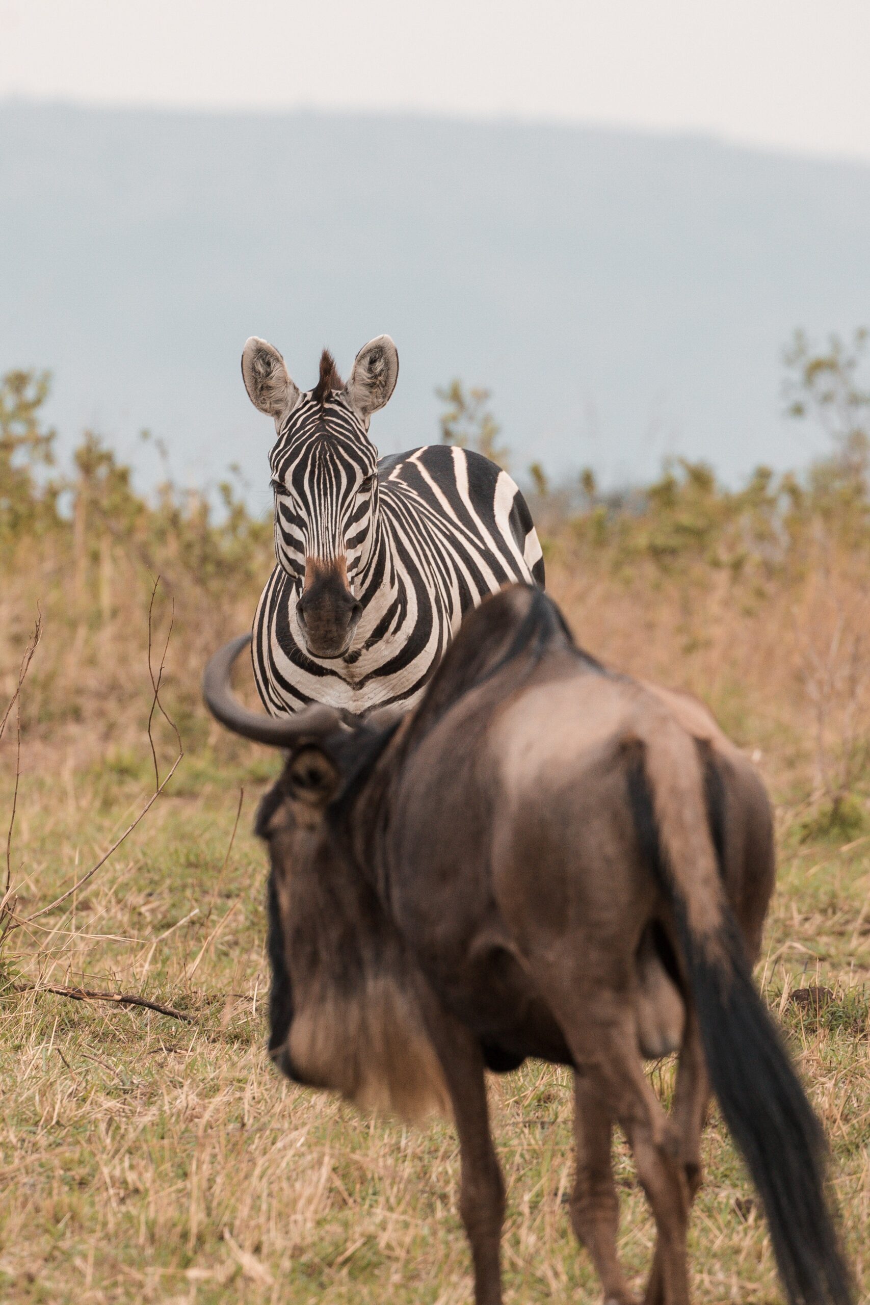 Maasai Mara