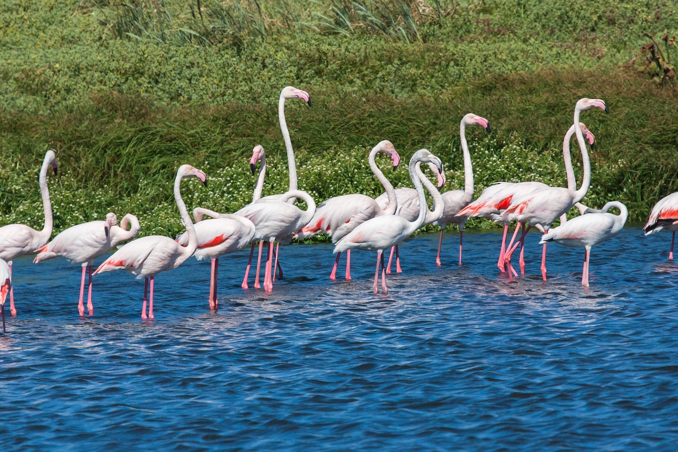 flamingos lake Bogoria