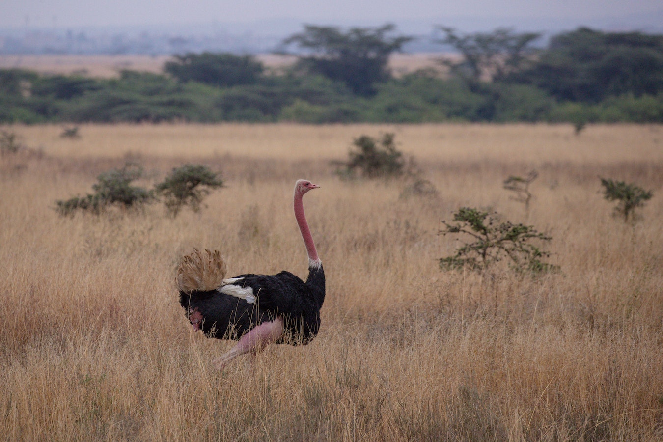 ostrich farm