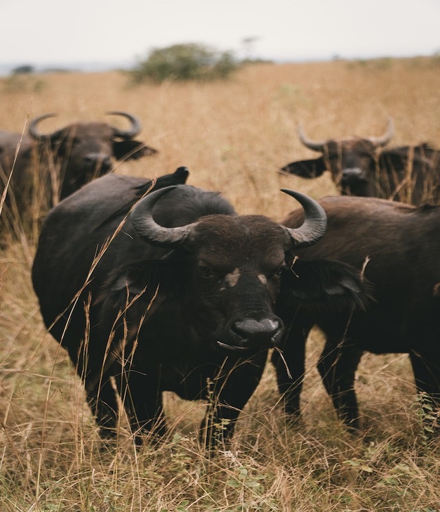 buffalo Amboseli